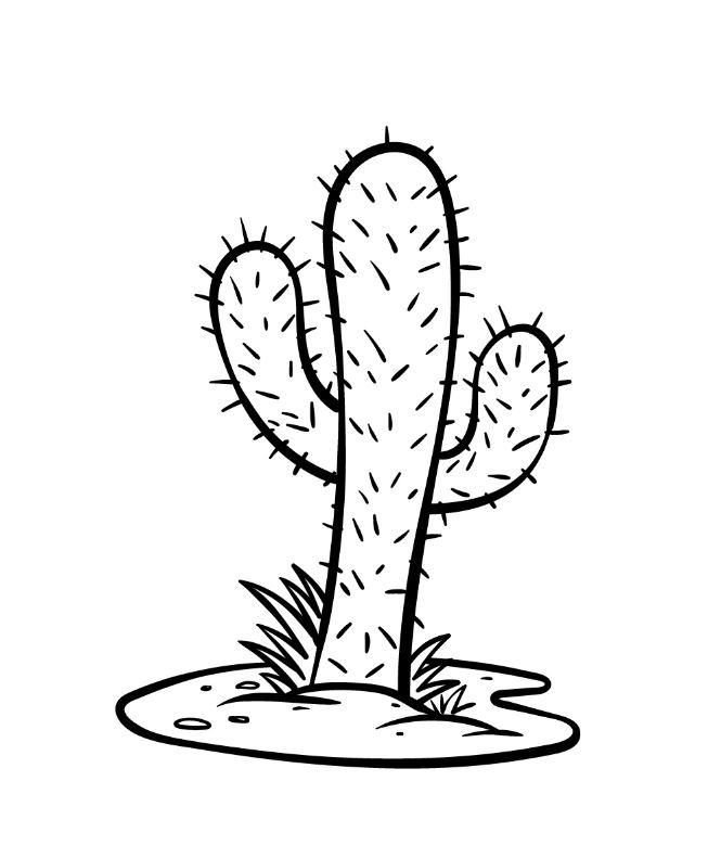 Cactus