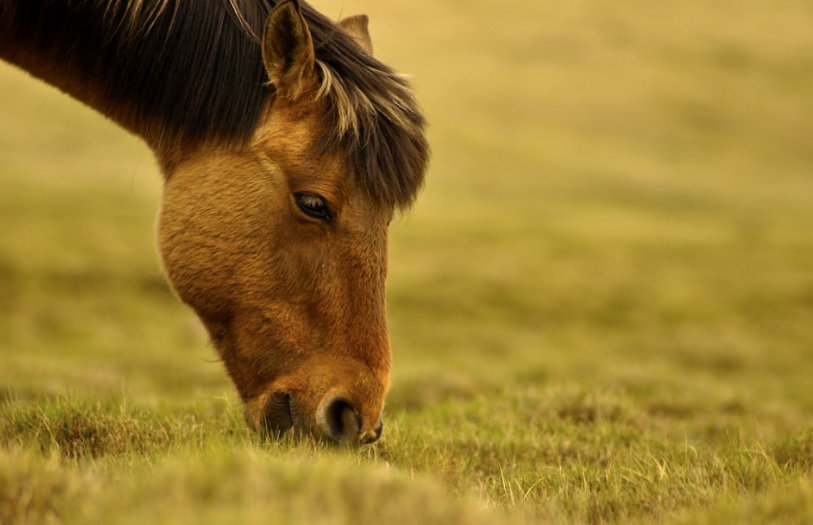 Horse Eating Grass